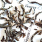 Da Hong Pao - 'Big Red Robe'